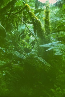 Photos TAHITI 1967