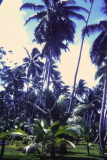 Photos TAHITI 1967