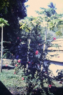 Photos TAHITI 1967
