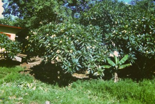 Photos TAHITI 1967