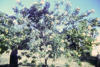 Photos TAHITI 1967