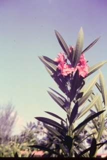 Photos TAHITI 1967