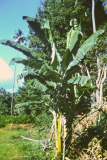 Photos TAHITI 1967