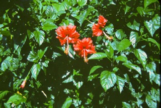 Photos TAHITI 1967