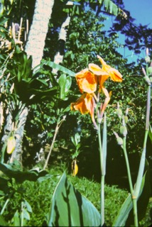 Photos TAHITI 1967