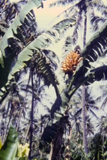 Photos TAHITI 1967