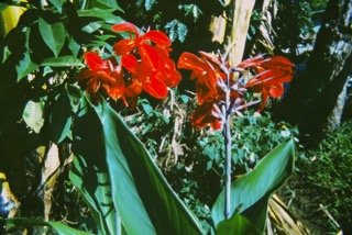 Photos TAHITI 1967